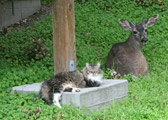Coexist - Deer and Cat Sharing Backyard Habitat