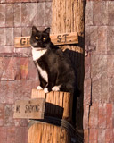 Closeup of black & white cat in Bodie