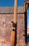 Photo of cat in Bodie