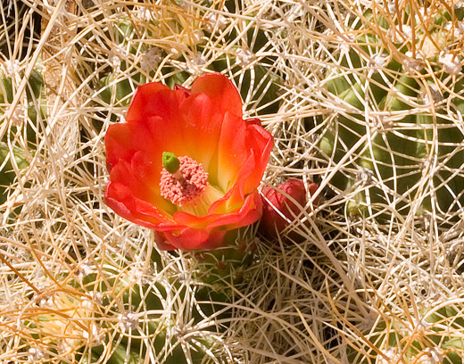 Orange Cactus Flower in Death Valley, photo by Jack Starr