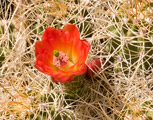 Photo of orange cactus flower in Death Valley