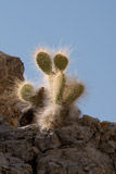 Photo of cactus in Death Valley