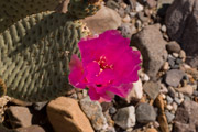 Photo of magenta cactus flower in Death Valley