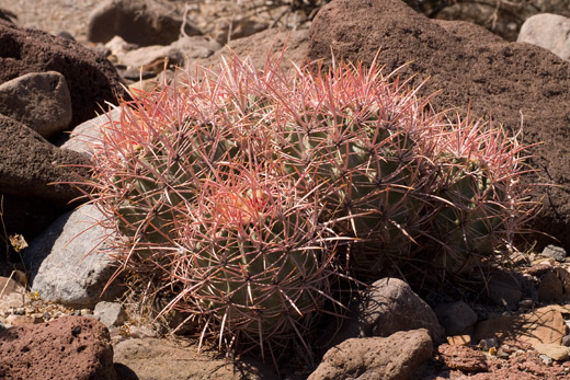 Cactus in Death Valley, photo by Jack Starr