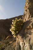 Photo of flowers and rocks in Death Valley