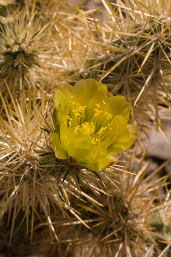 Chartreuse Cactus Flower in Death Valley, photo by Jack Starr