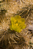 Photo of chartreuse cactus flower in Death Valley