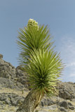 Photo of Joshua tree blooming in Death Valley National Park