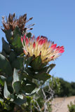 Flowering plant at Garland Park, Carmel Valley