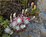 Succulents and Indian Paintbrush at Pt. Lobos