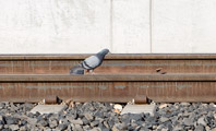 Photo of pigeon walking on railroad track in Reno, Nevada