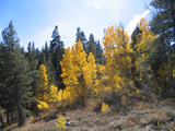Photo of aspens in fall colors