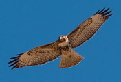 Photo of red-tailed hawk